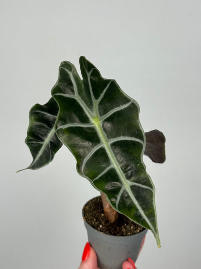Alocasia Amazonica “Polly”