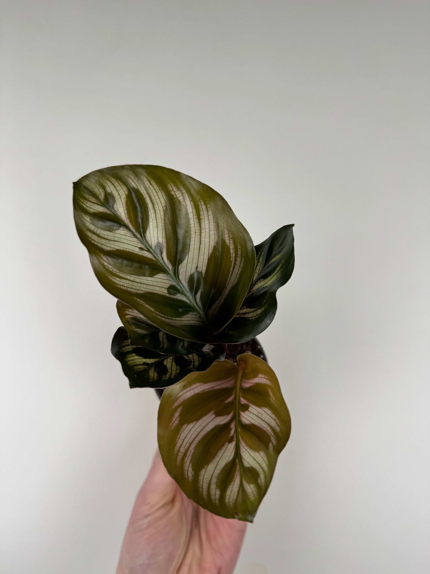 Calathea Makoyana