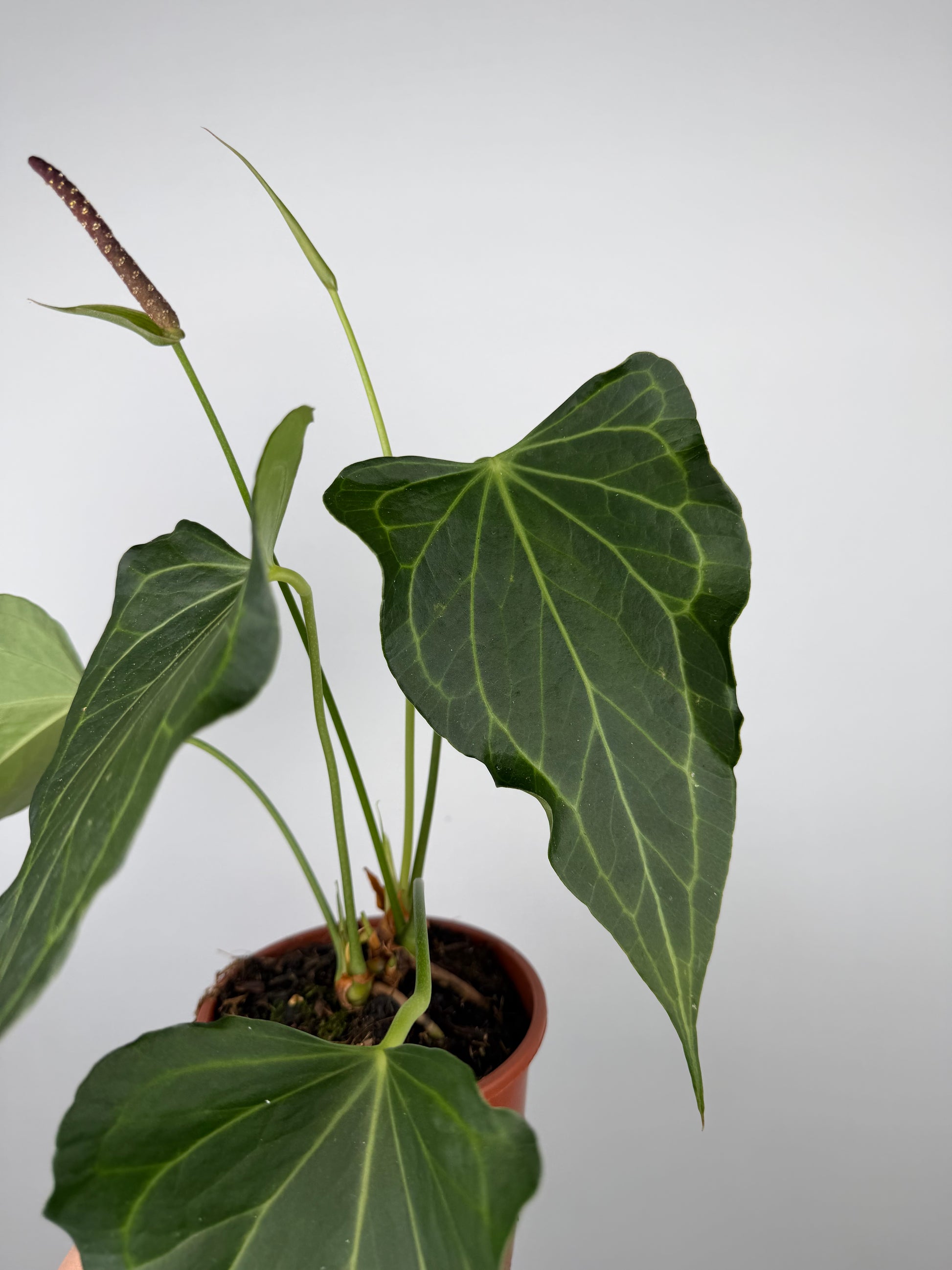 Anthurium Delta Force