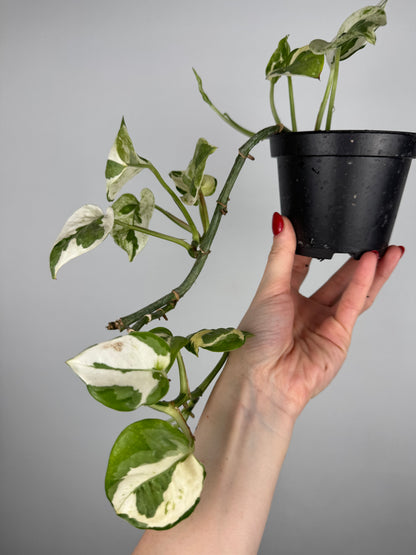 Epipremnum N’Joy | Milo