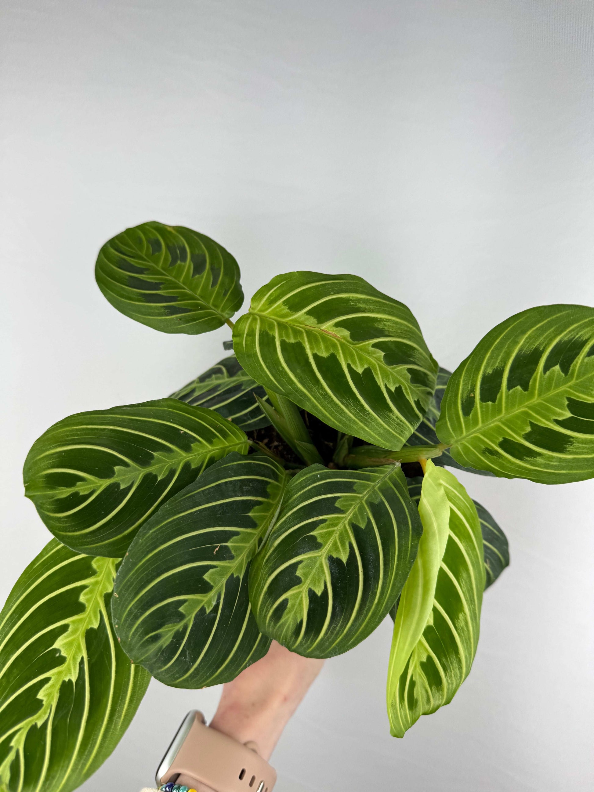 Maranta Leuconeura “Lemon Lime”