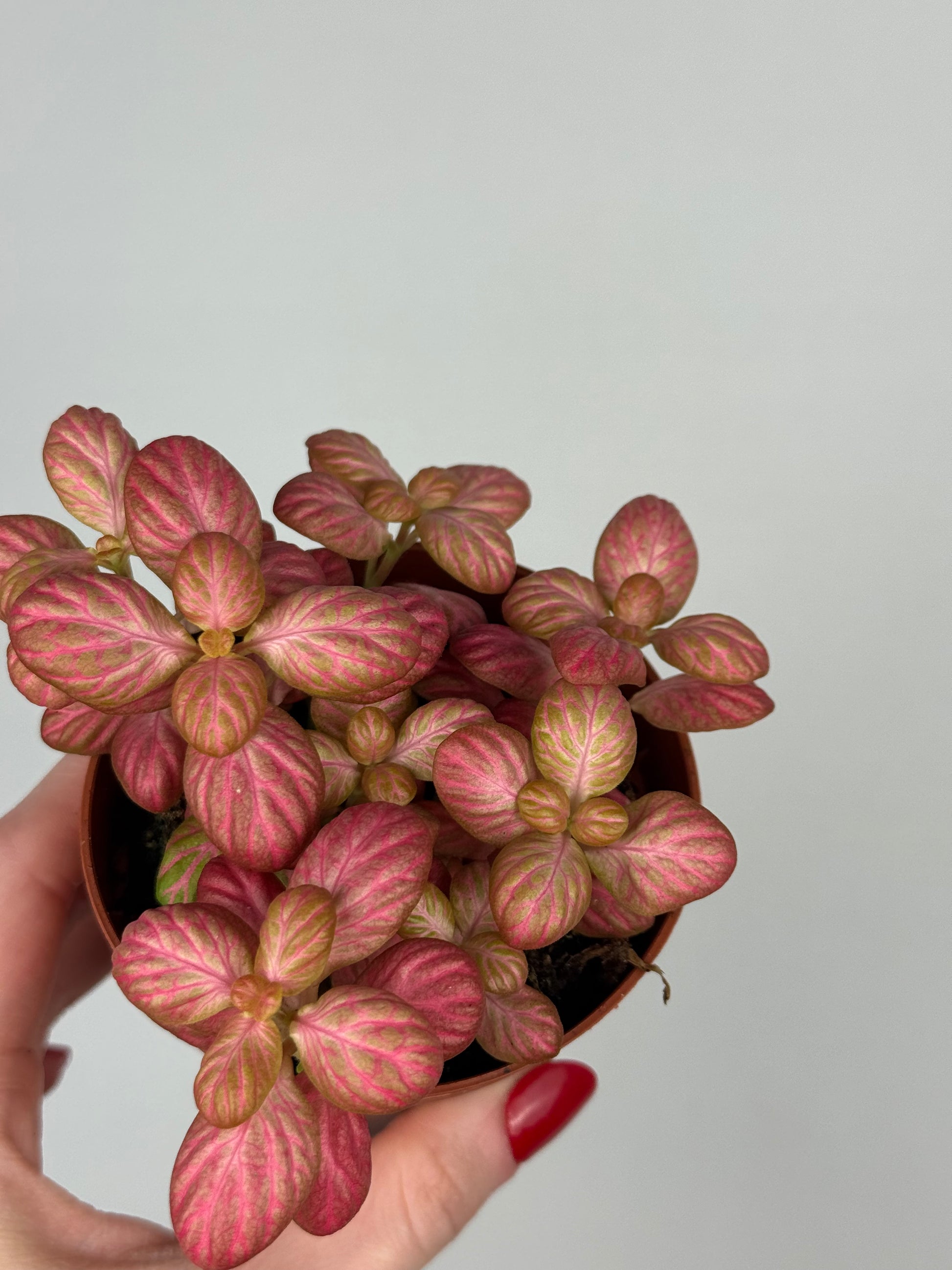 Fittonia “Pink Special”