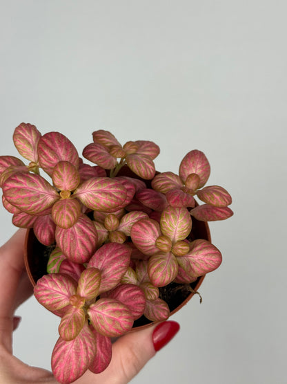 Fittonia “Pink Special”