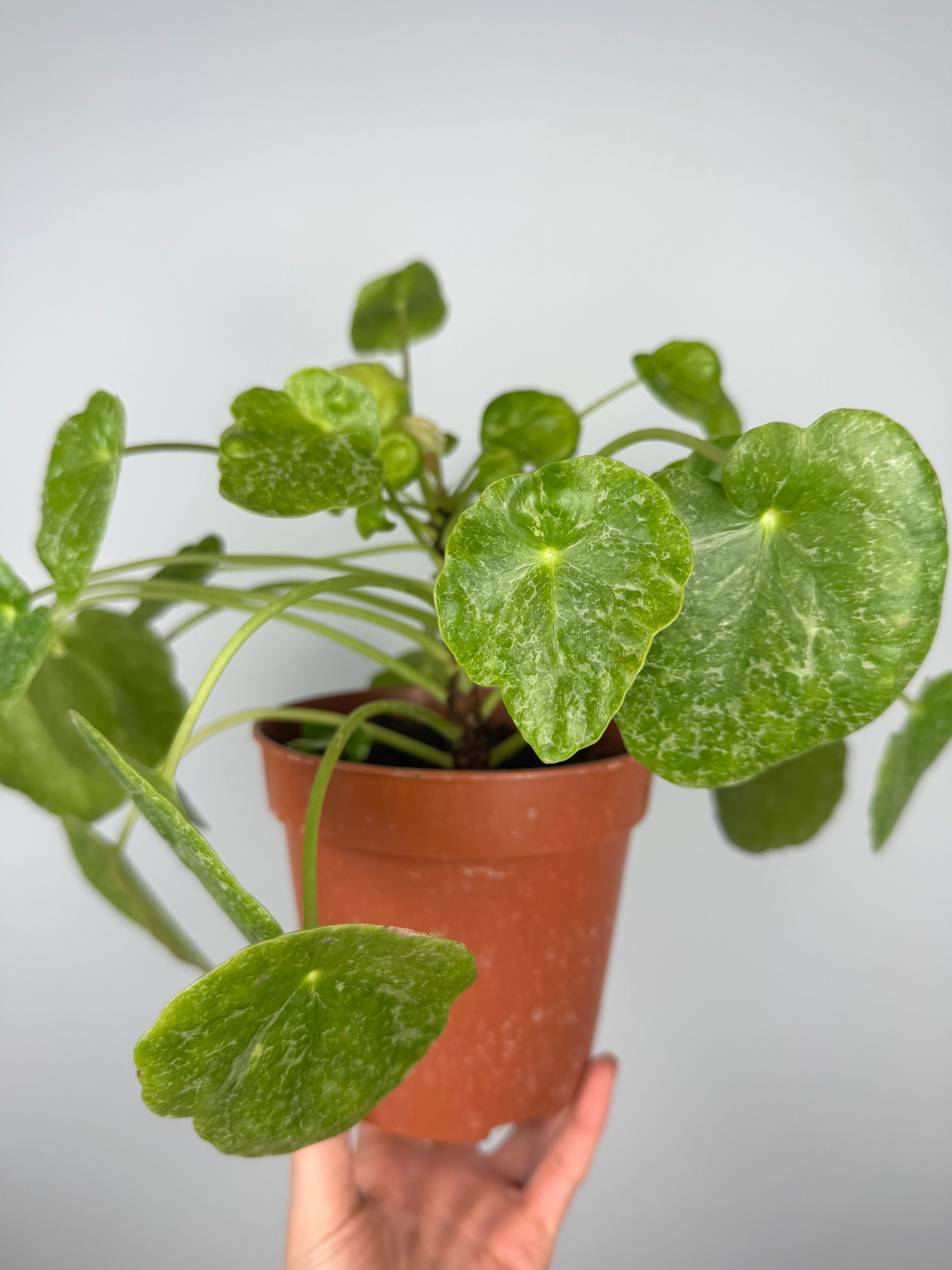 Pilea Peperomioides “Sugar” | Lana