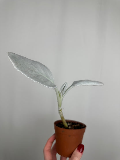 Senecio Candicans “Angel Wings” | Gabriel