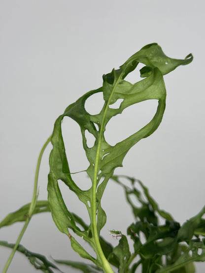 Monstera Obliqua "Perù"