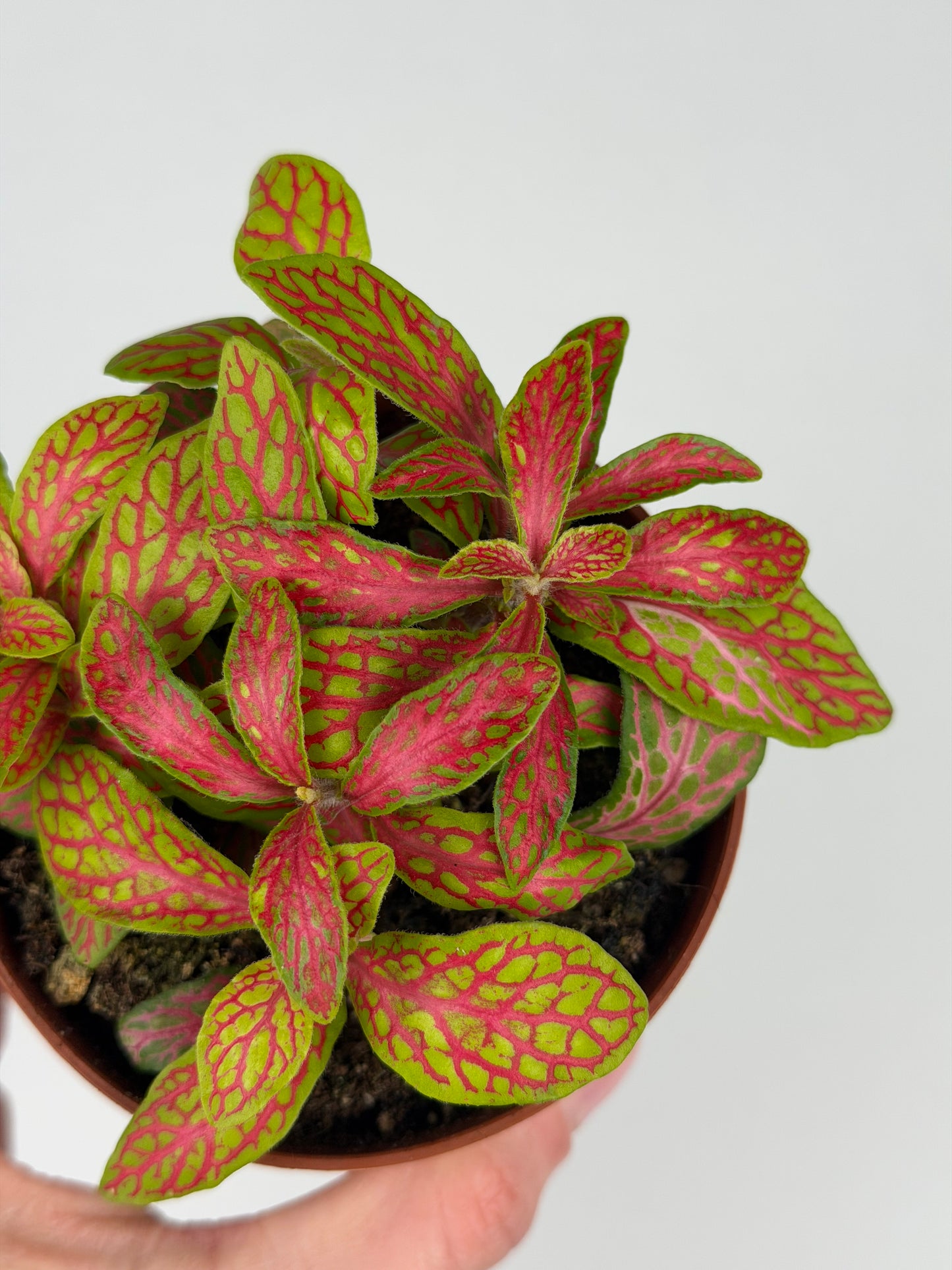 Fittonia 'Skeleton' Fittonia Tropical Corner