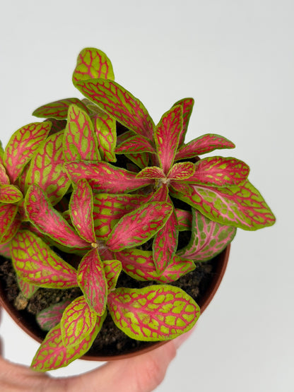Fittonia 'Skeleton' Fittonia Tropical Corner