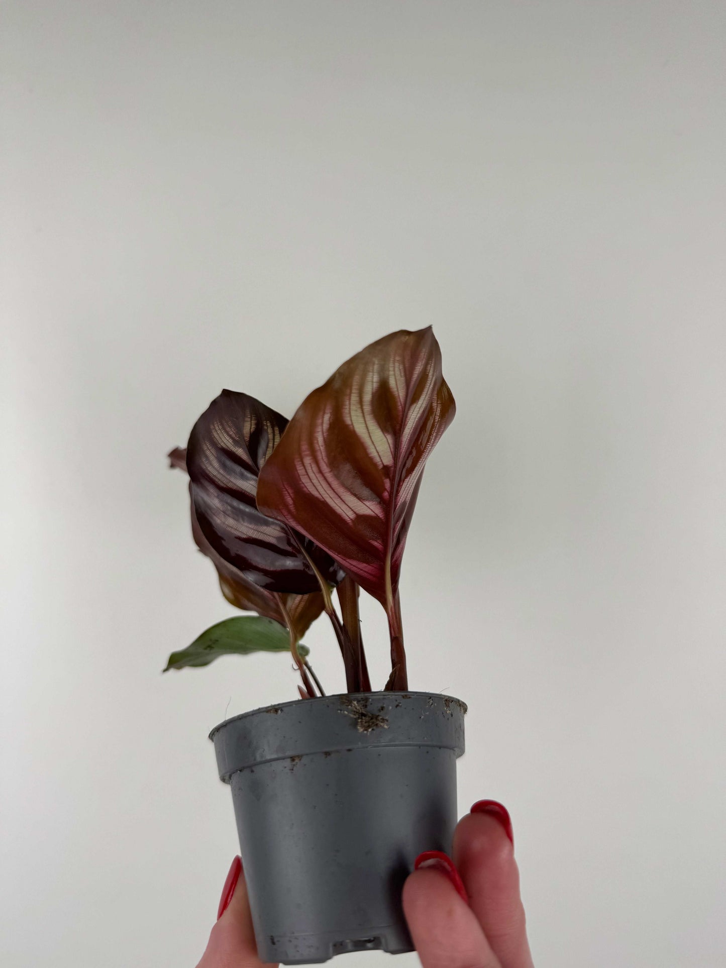 Calathea Makoyana
