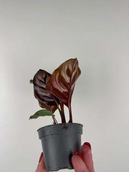 Calathea Makoyana