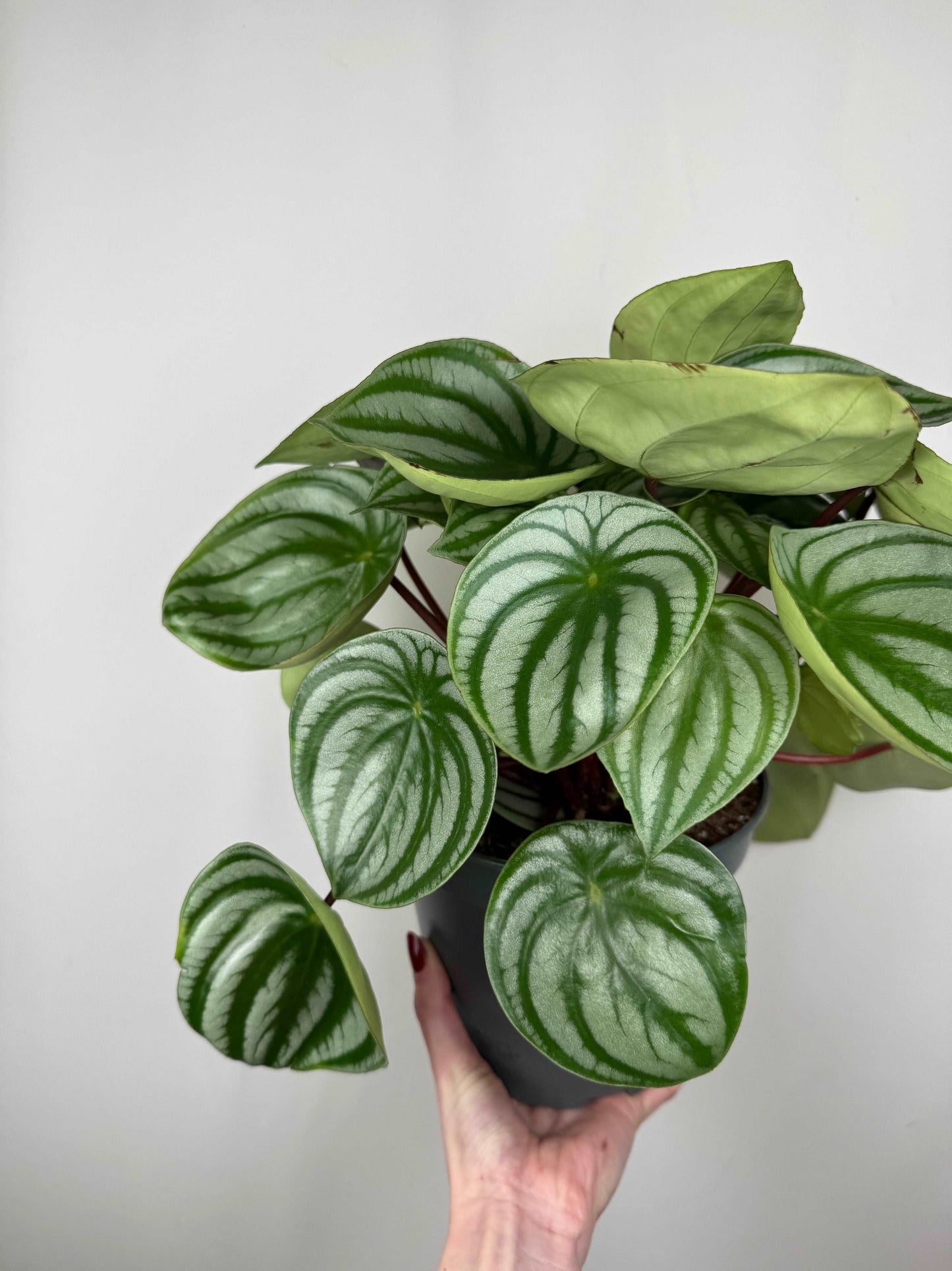 Peperomia Argyreia “Watermelon”