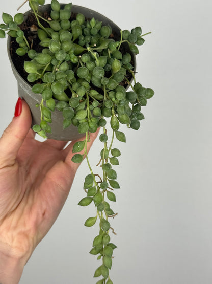 Senecio Herreianus