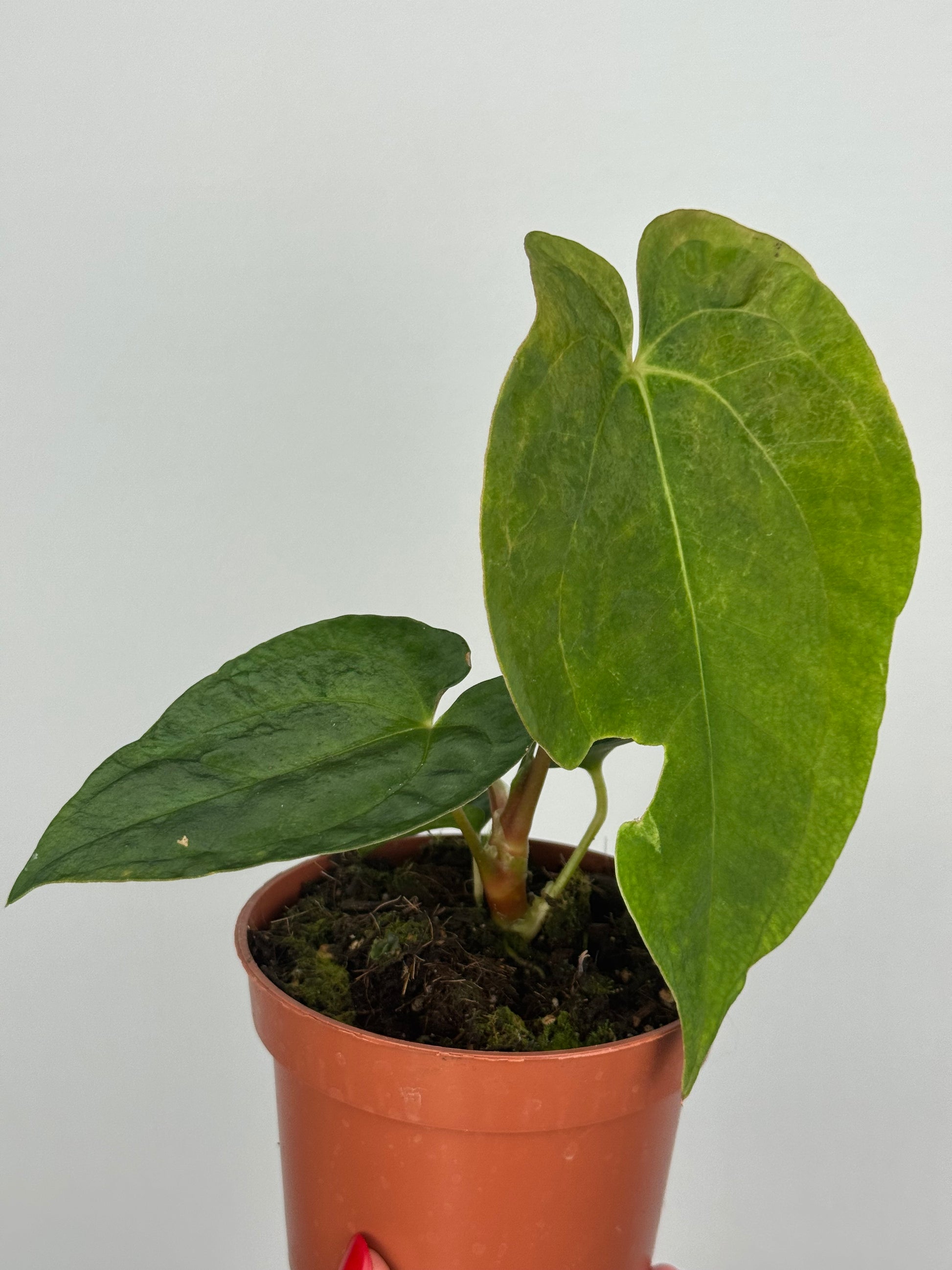 Anthurium Papillilaminum | Enea