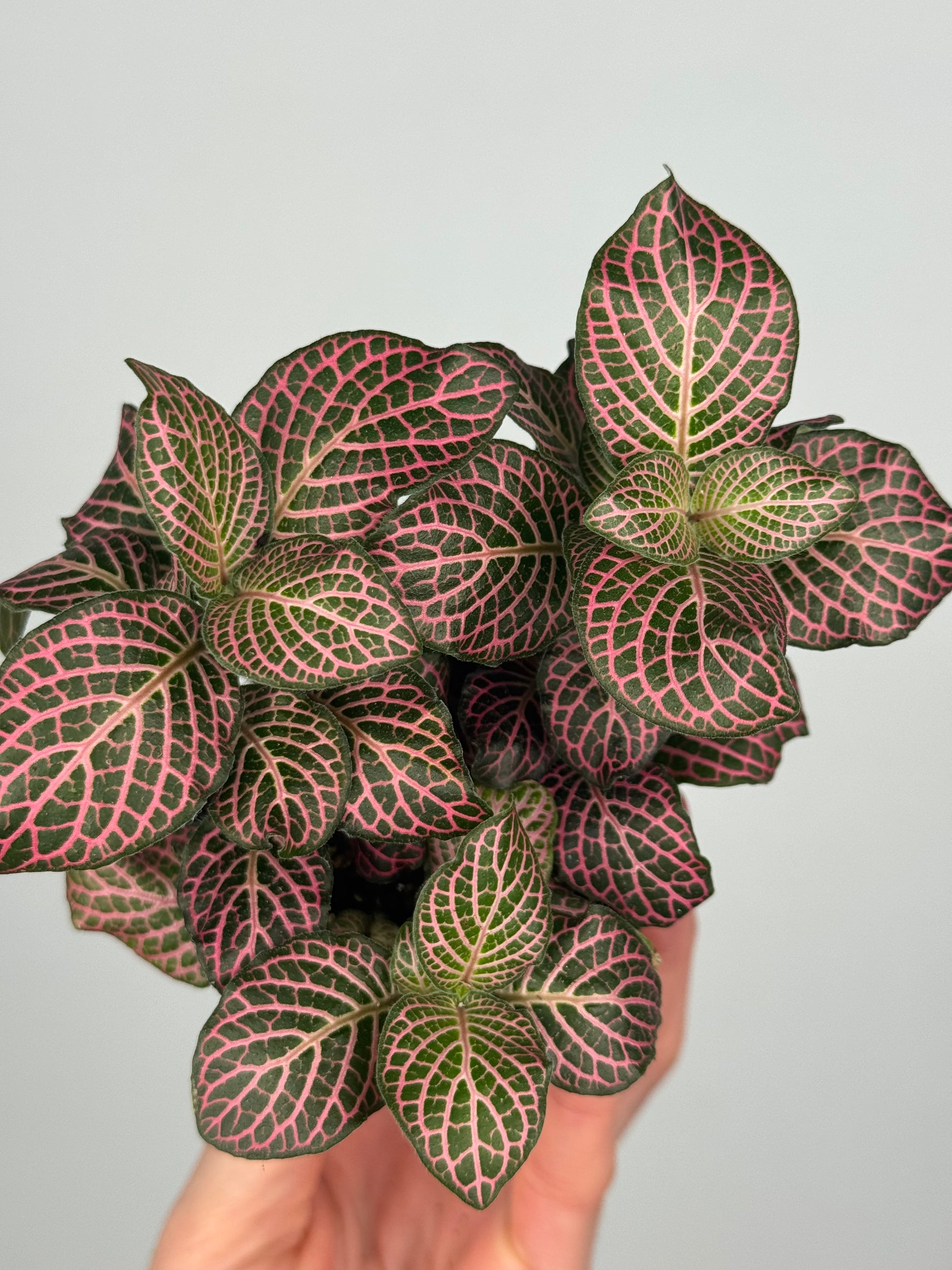 Fittonia Pink