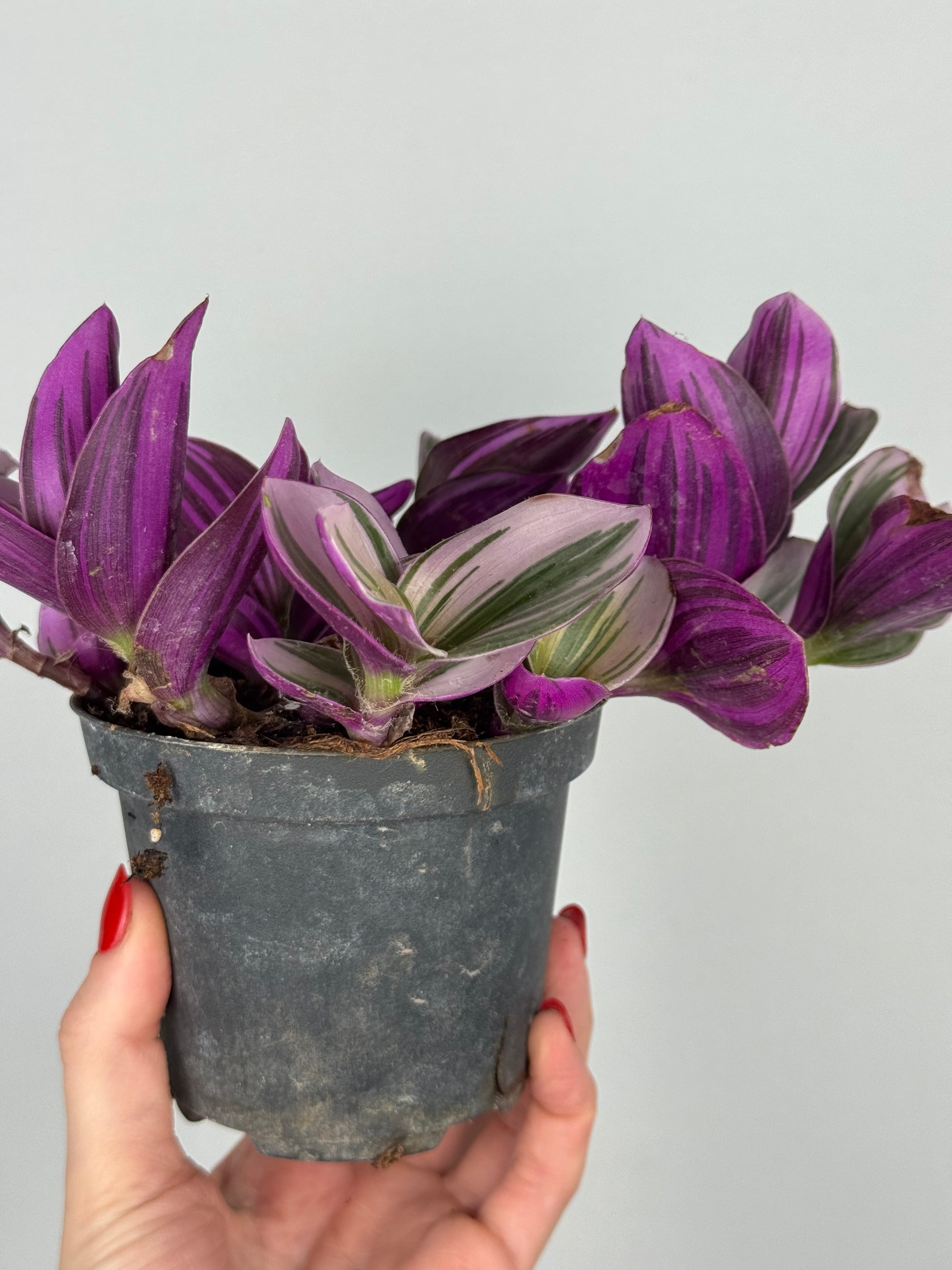 Tradescantia Nanouk | Zinnia