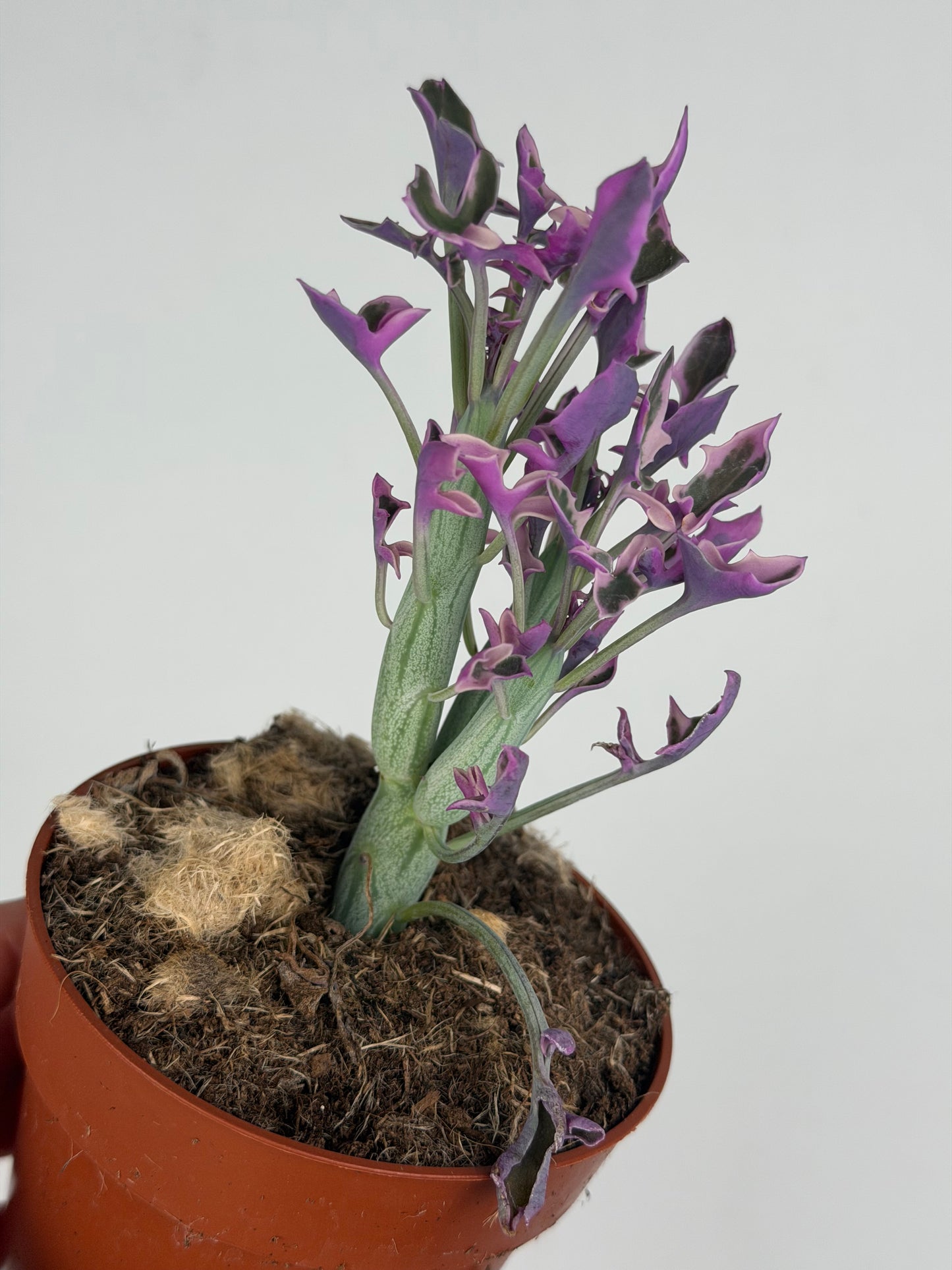 Senecio Articulatus Variegata Tropical Corner