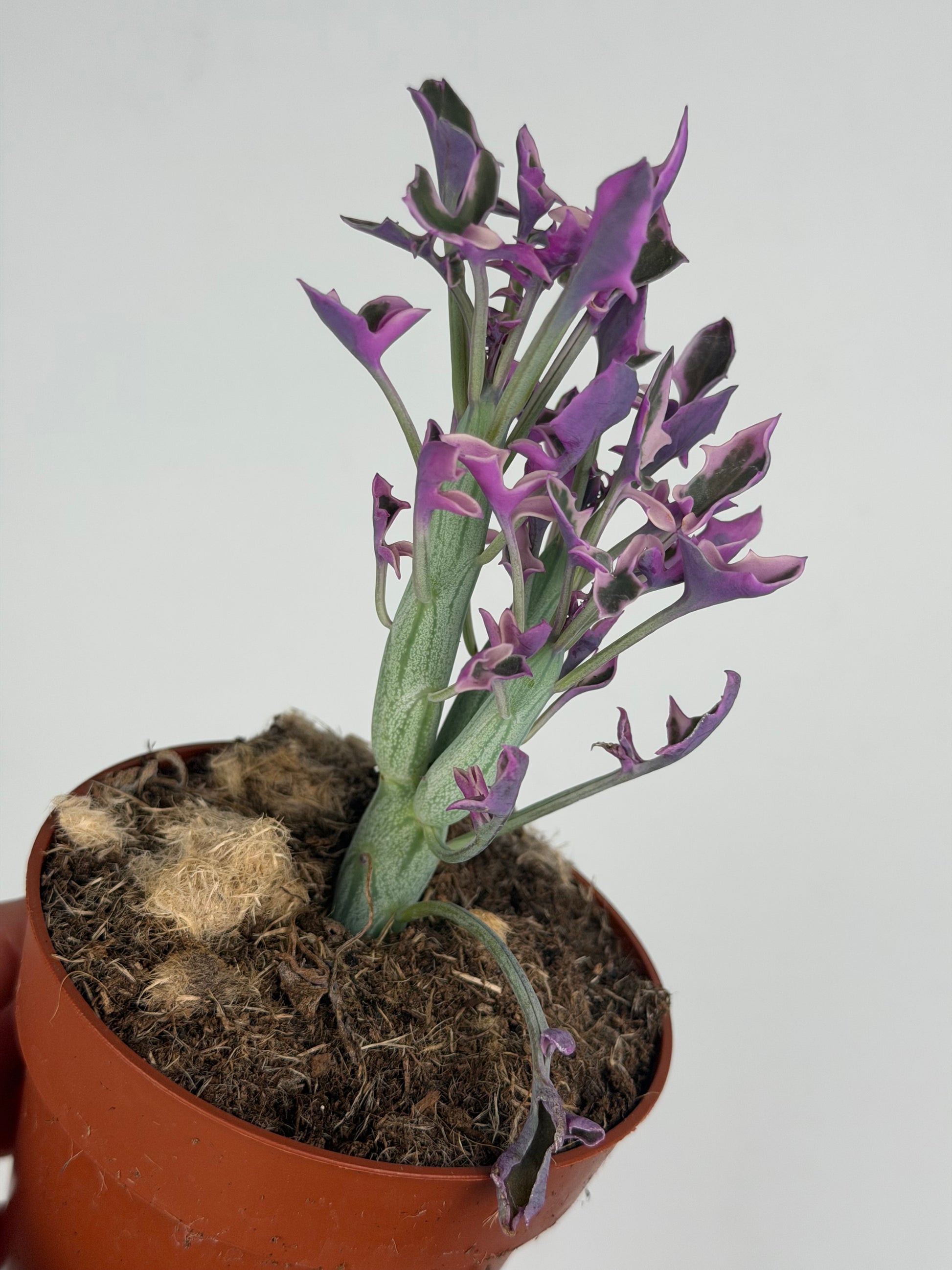 Senecio Articulatus Variegata Tropical Corner