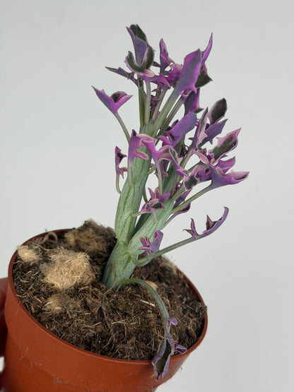 Senecio Articulatus Variegata Tropical Corner