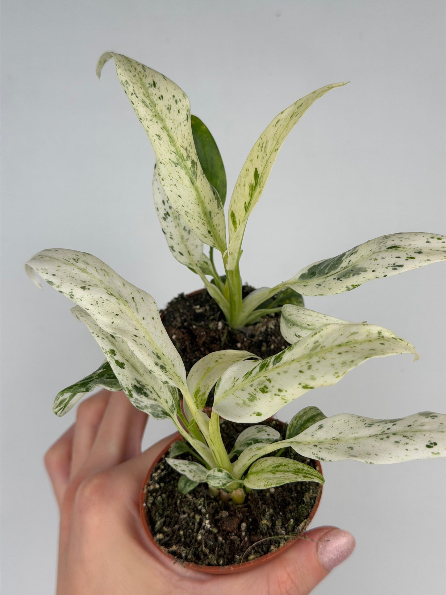 Rhaphidophora Puberula 'Variegata' Rhaphidophora Tropical Corner