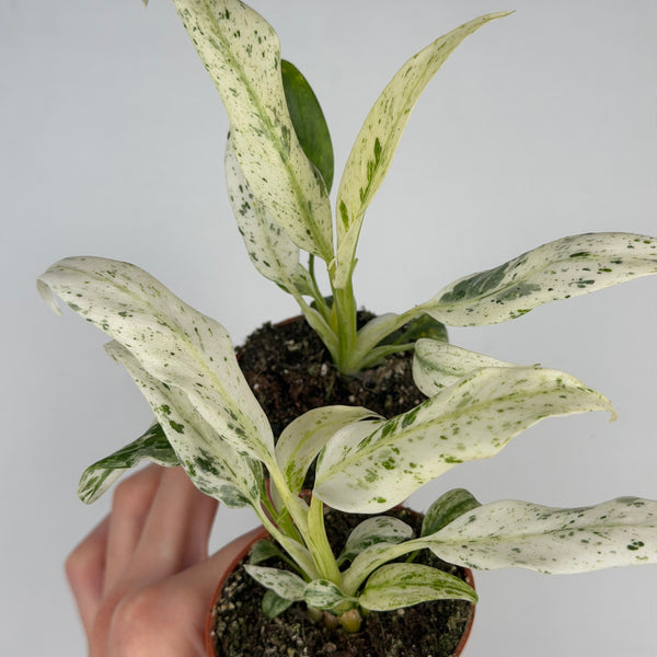 Rhaphidophora Puberula 'Variegata'