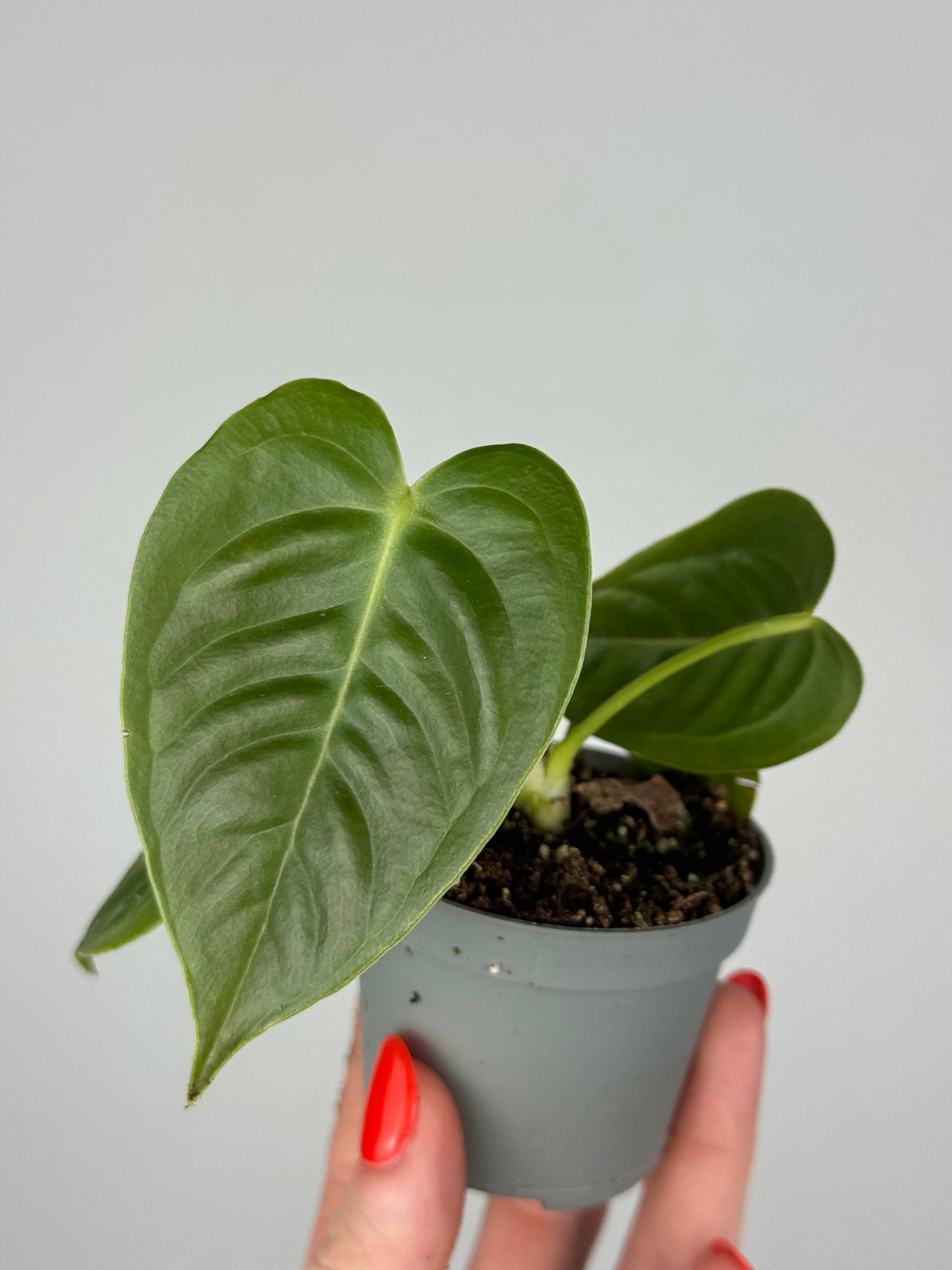 Anthurium Veitchii