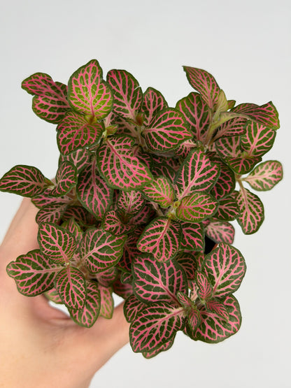 Fittonia Pink Fittonia Tropical Corner