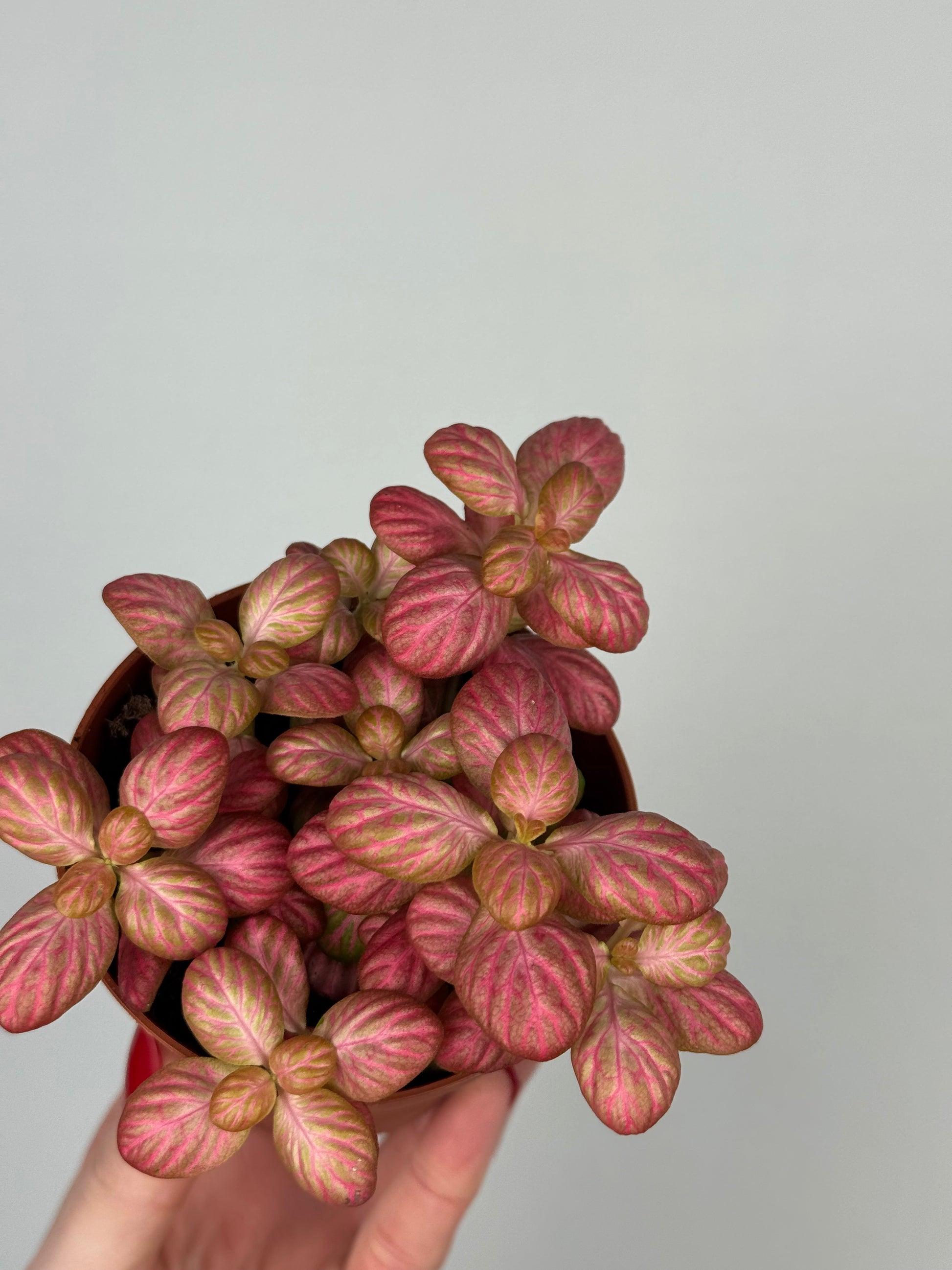 Fittonia “Pink Special”
