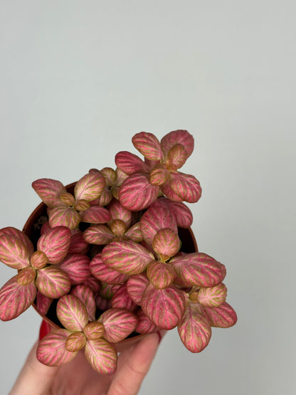 Fittonia “Pink Special”