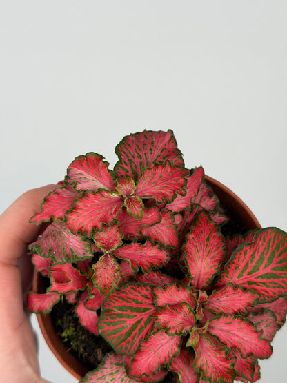 Fittonia 'Forest Flame' Fittonia Tropical Corner