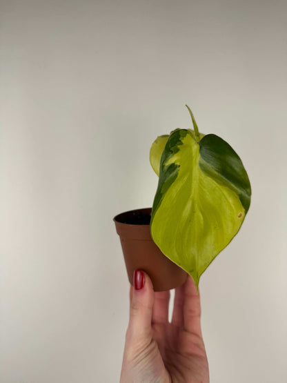 Philodendron Scandens Brasil