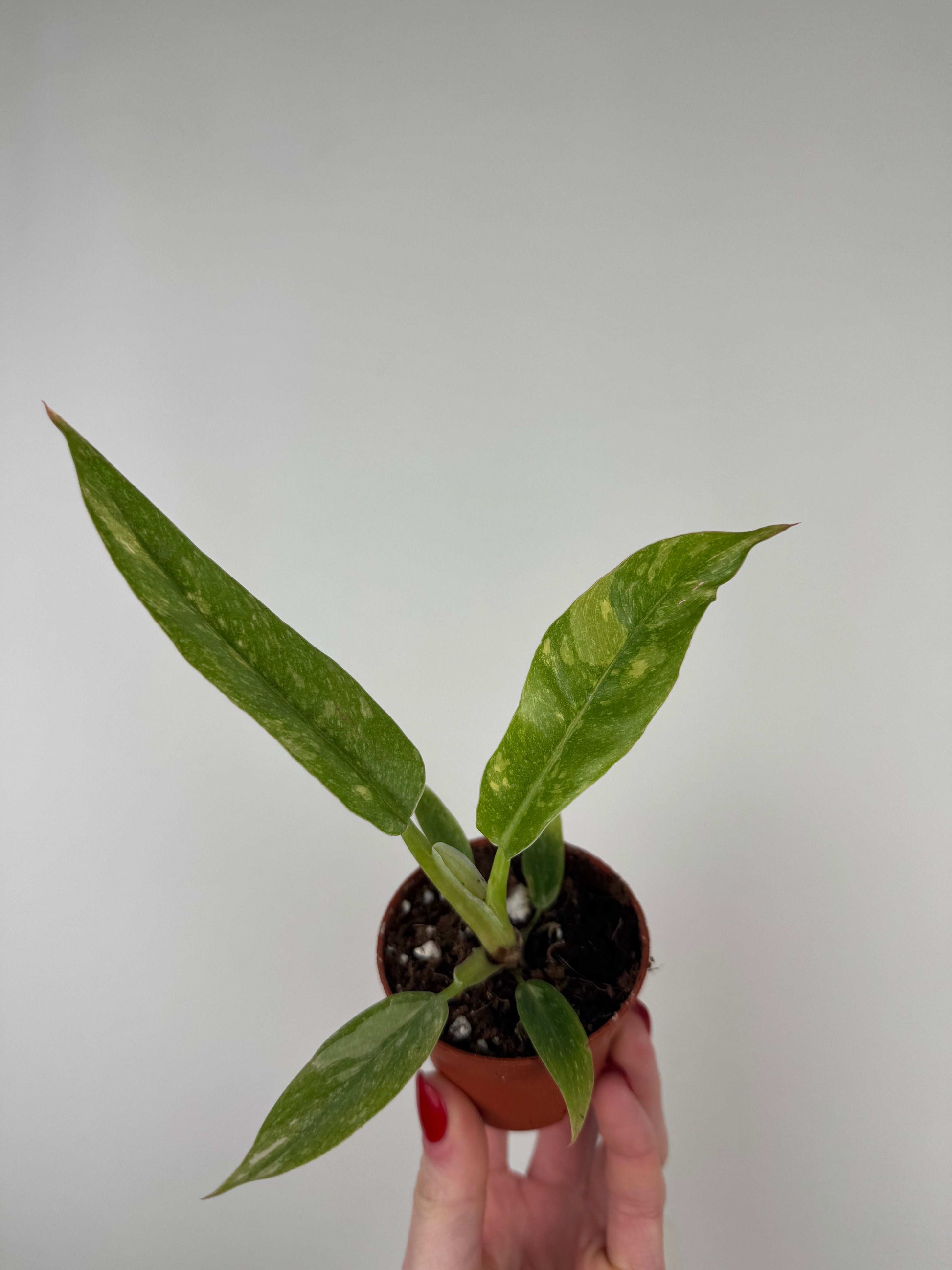 Philodendron "Ring of Fire"