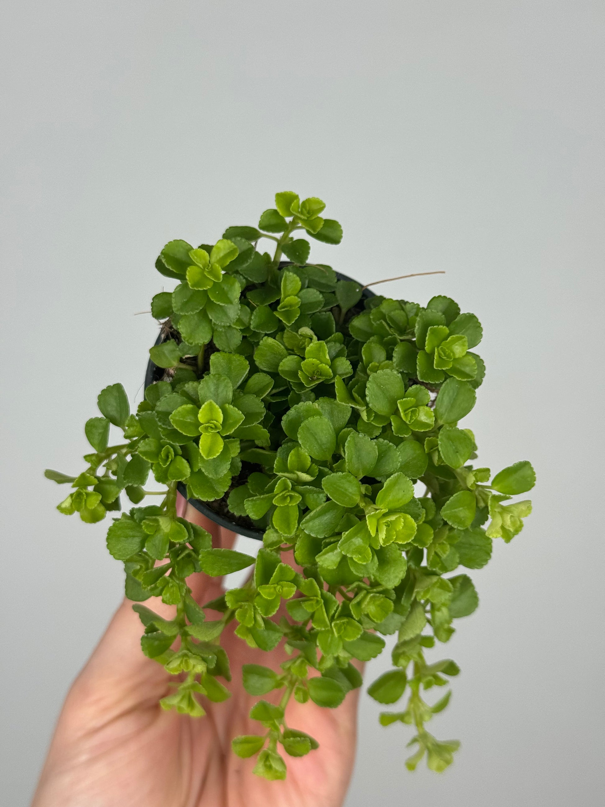 Pilea Depressa 'Sao Paulo'