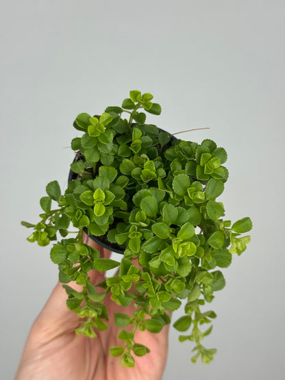 Pilea Depressa 'Sao Paulo'