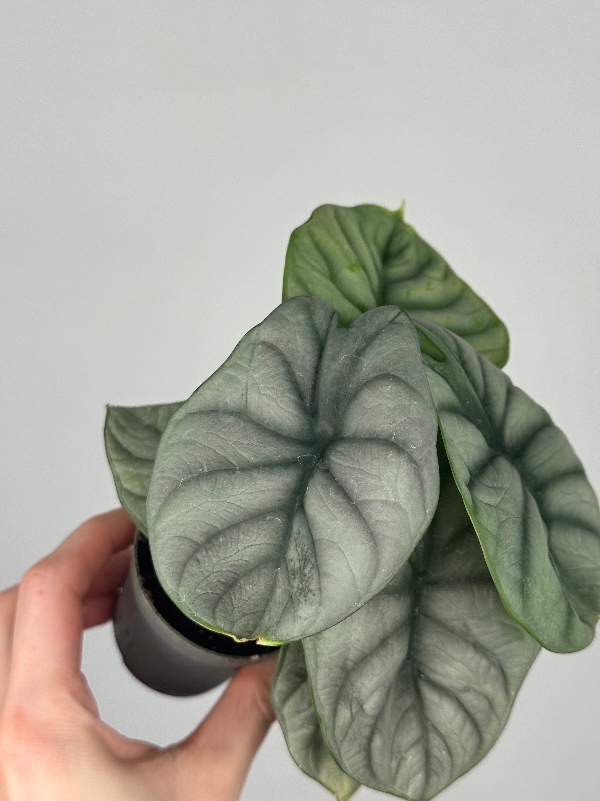 Alocasia “Silver Dragon”