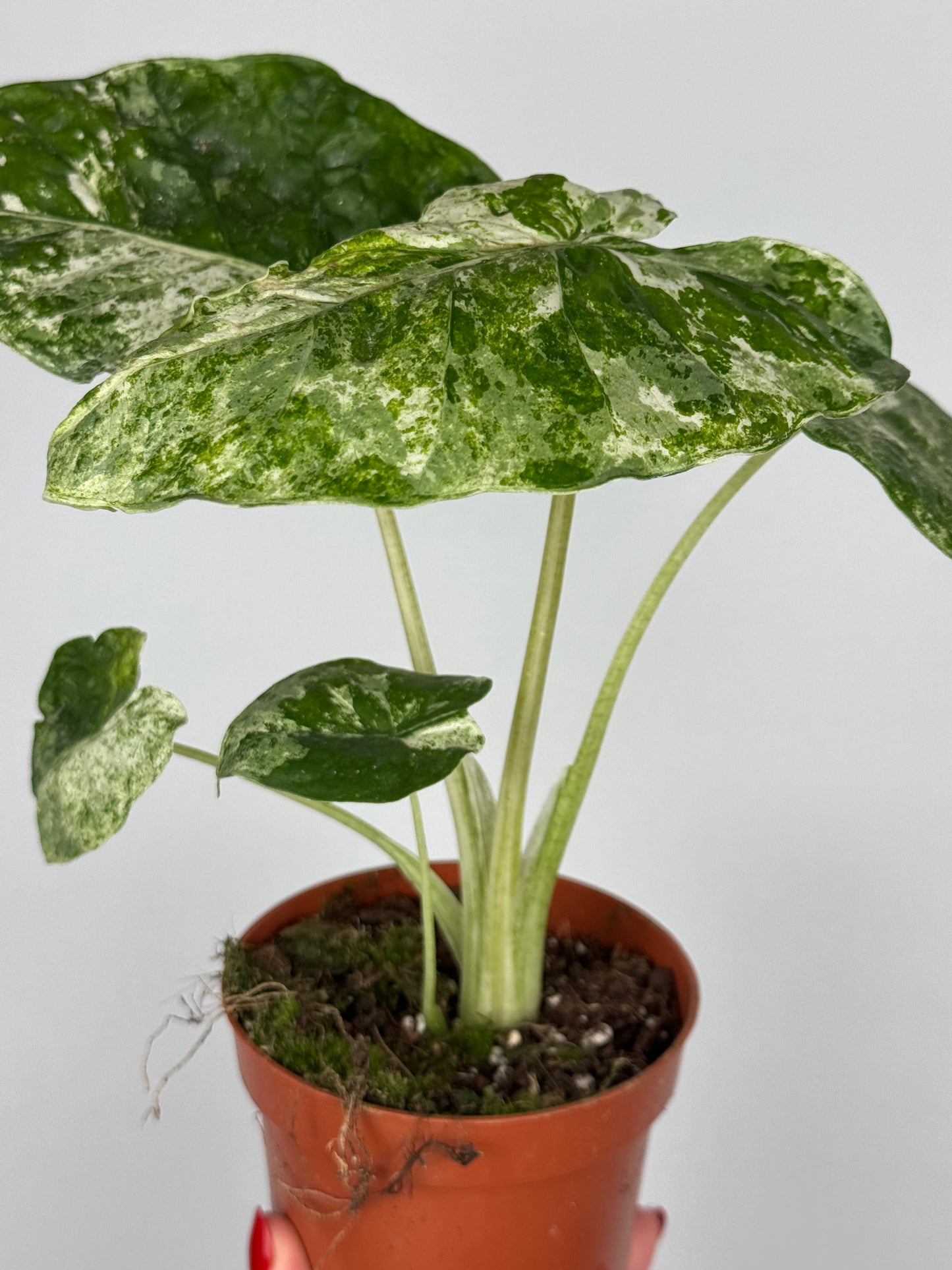 Alocasia Macrorrhiza Splash