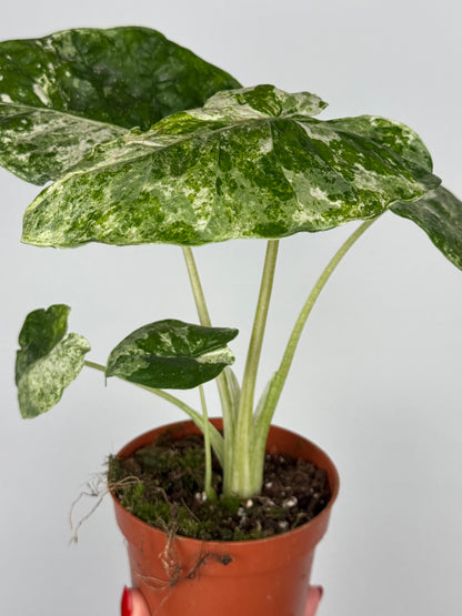 Alocasia Macrorrhiza Splash