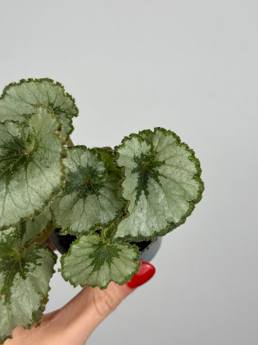 Begonia “Escargot”