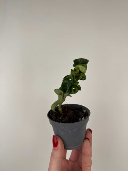 Hoya Compacta