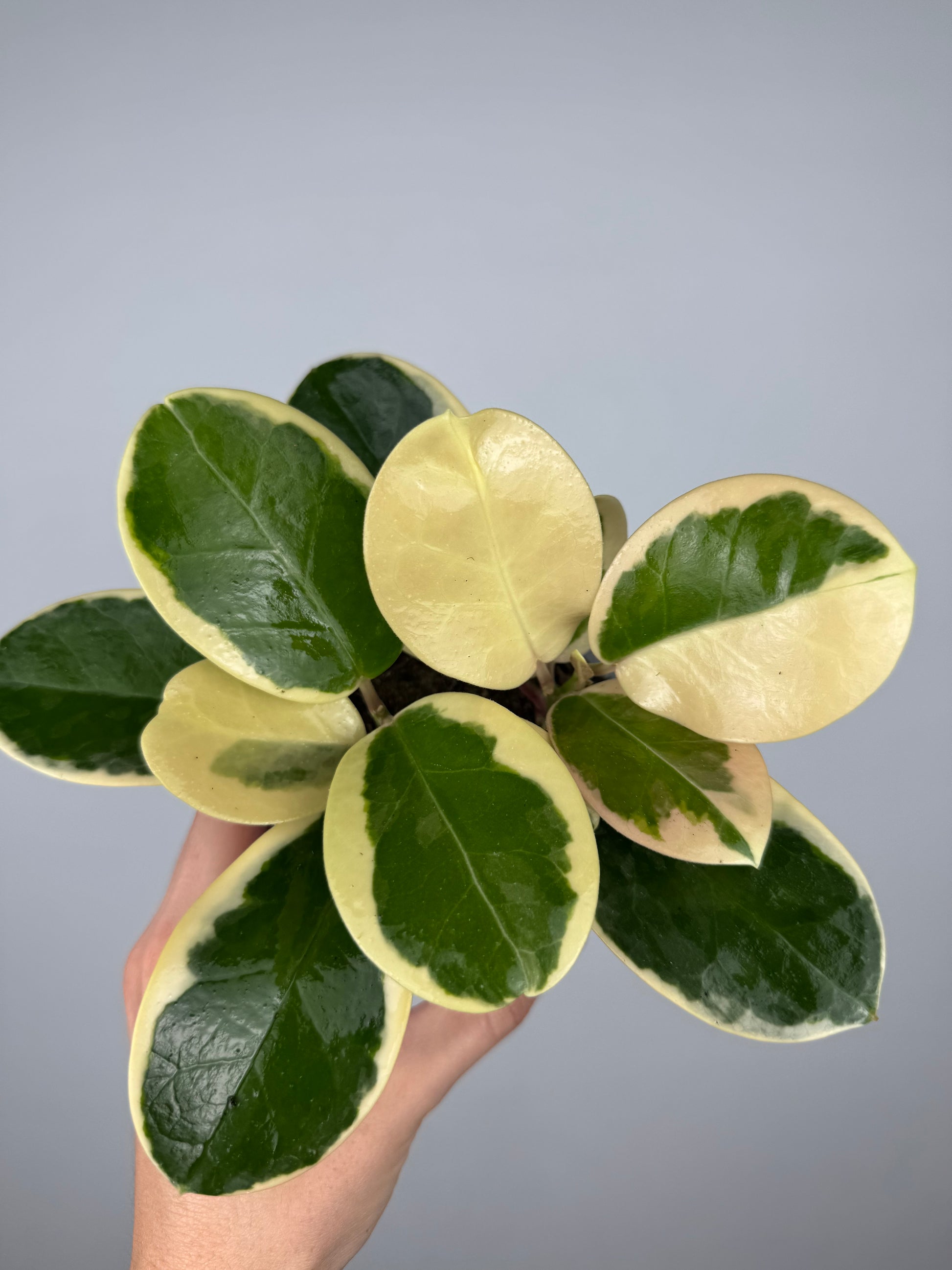 Hoya Australis Blondie