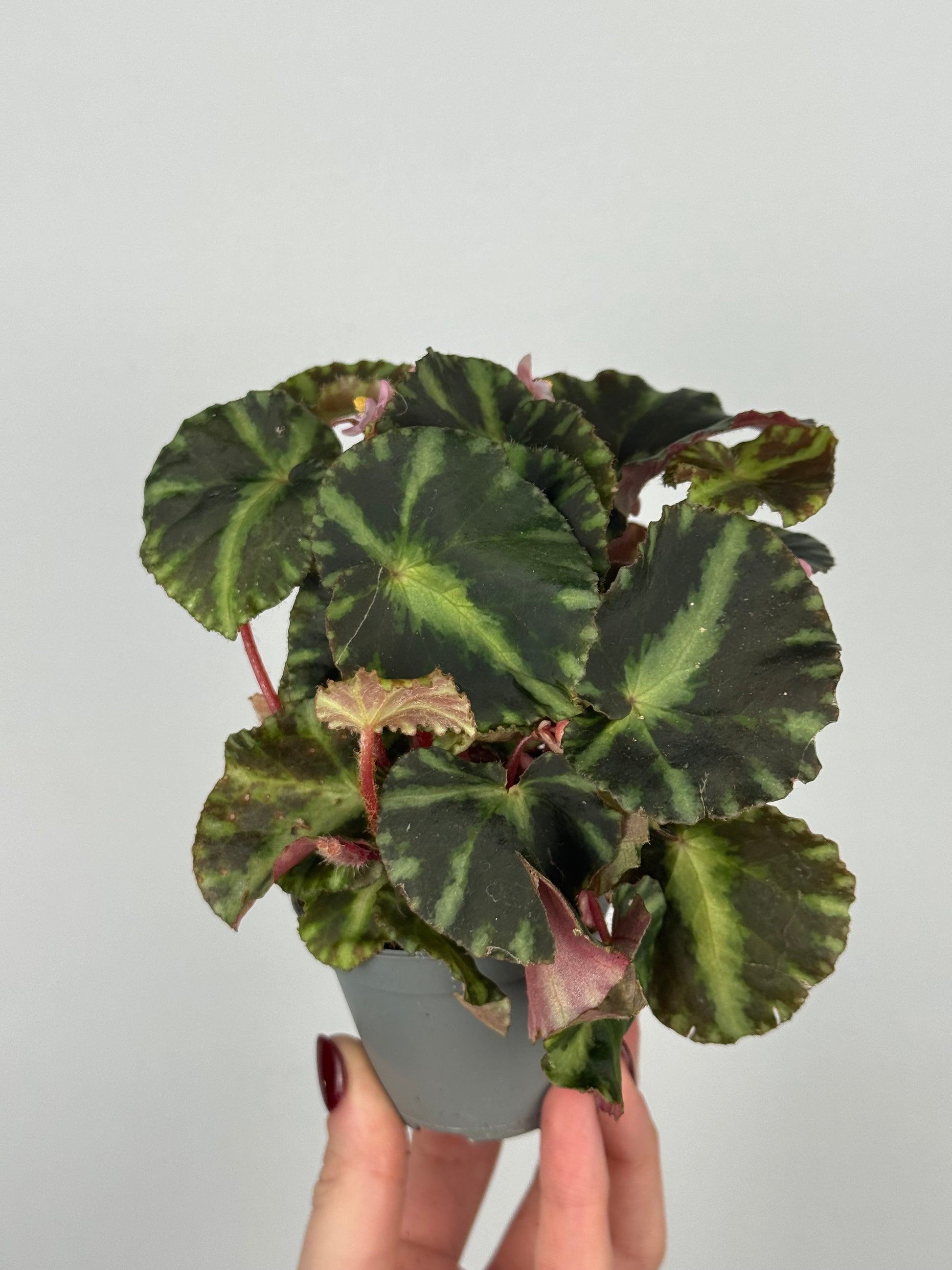 Begonia Cleopatrae