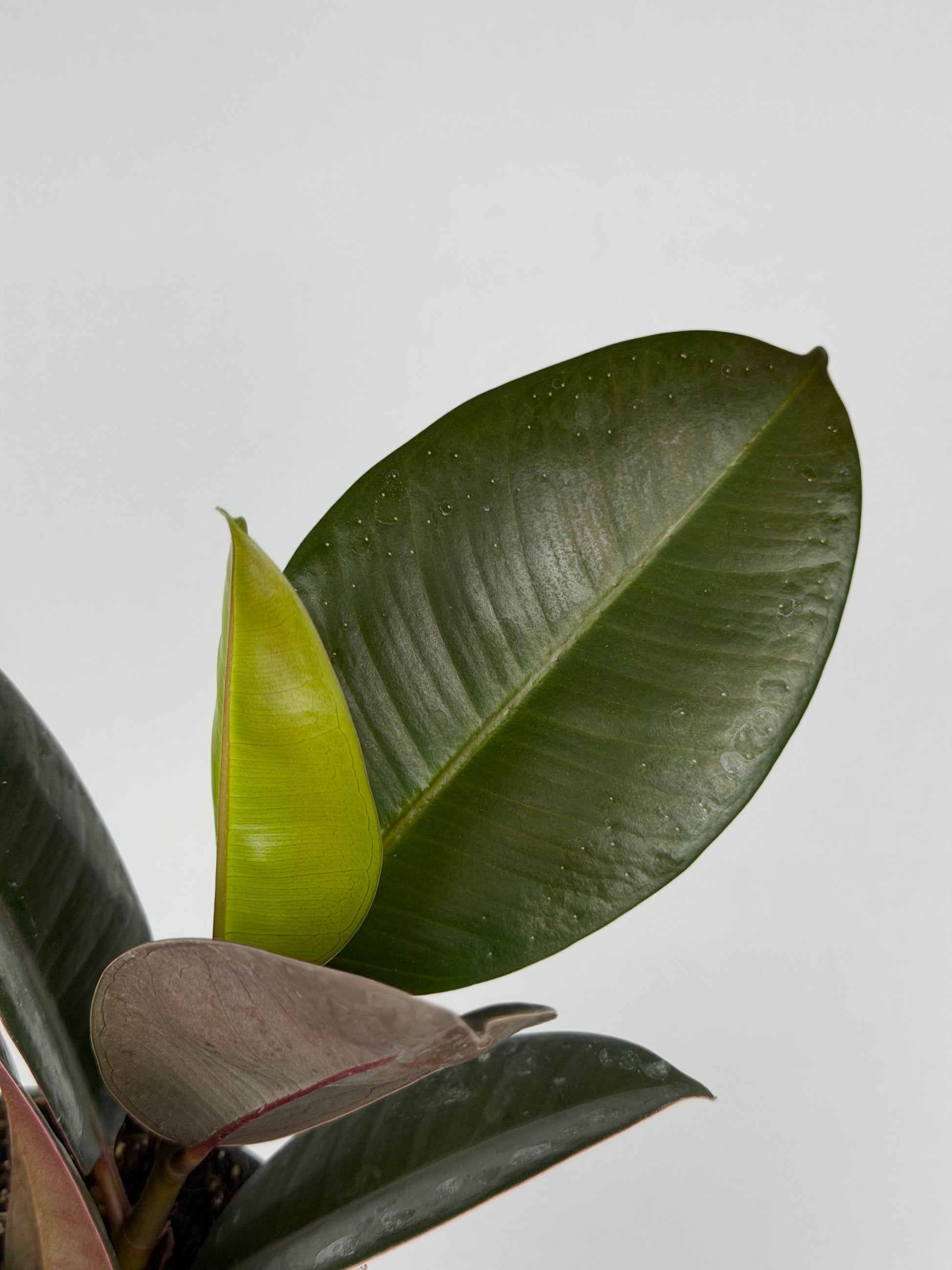 Ficus Elastica 'Robusta'