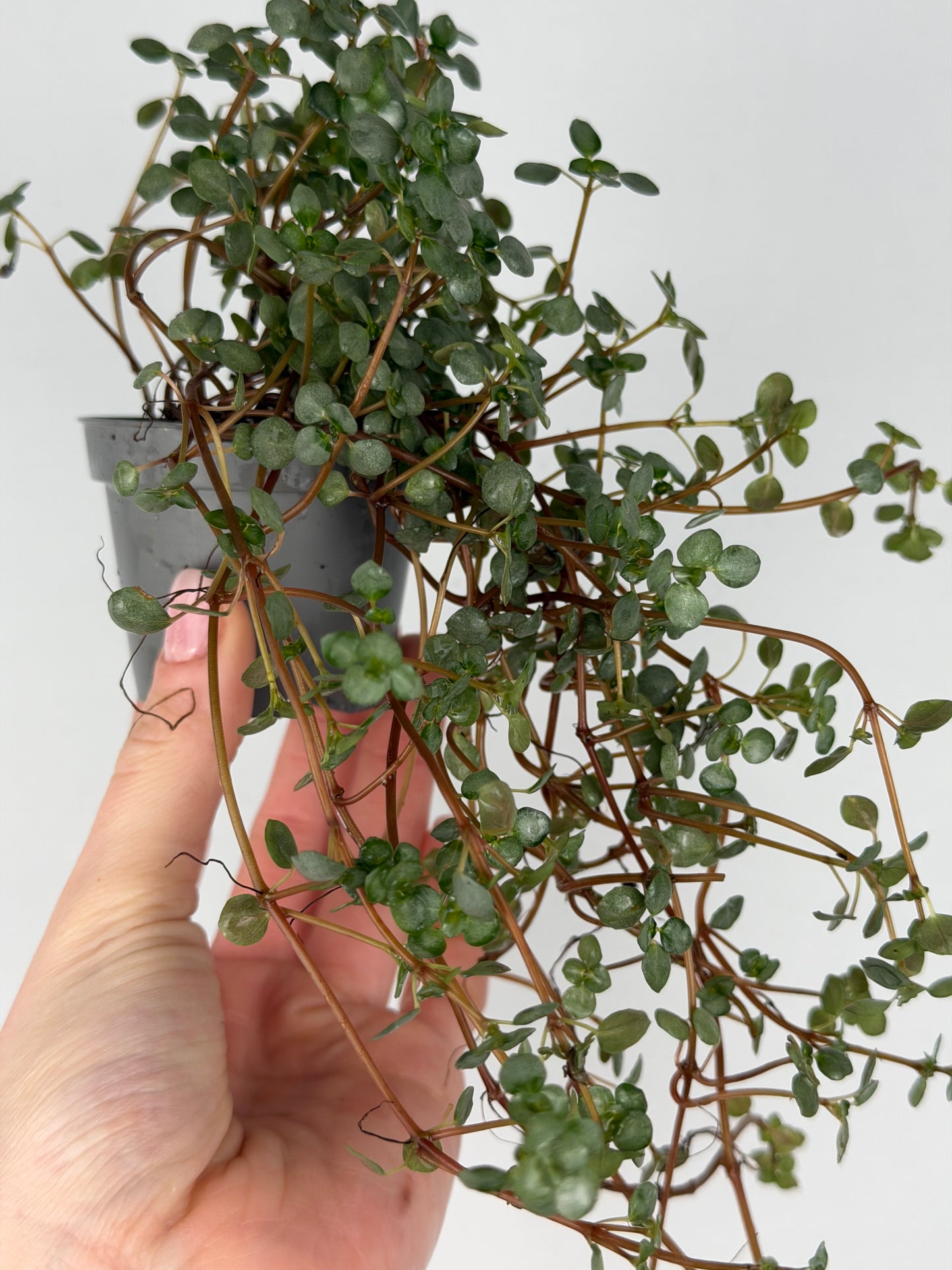Pilea Glaucophylla 'Greyzy' Pilea Tropical Corner