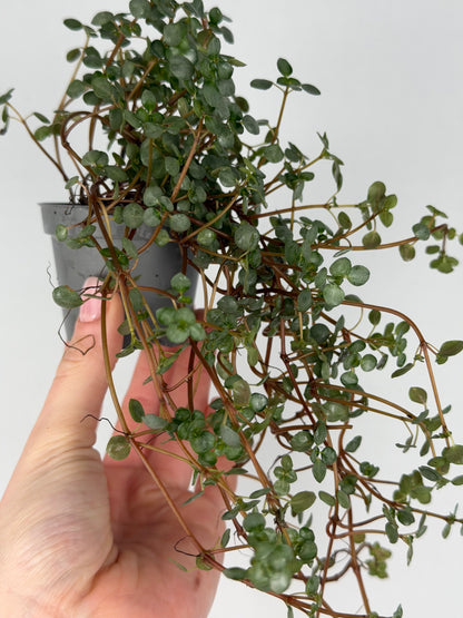 Pilea Glaucophylla 'Greyzy' Pilea Tropical Corner