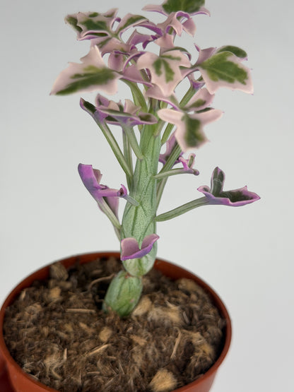 Senecio Articulatus Variegata Tropical Corner