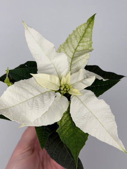 Euphorbia pul. Princettia Pure White