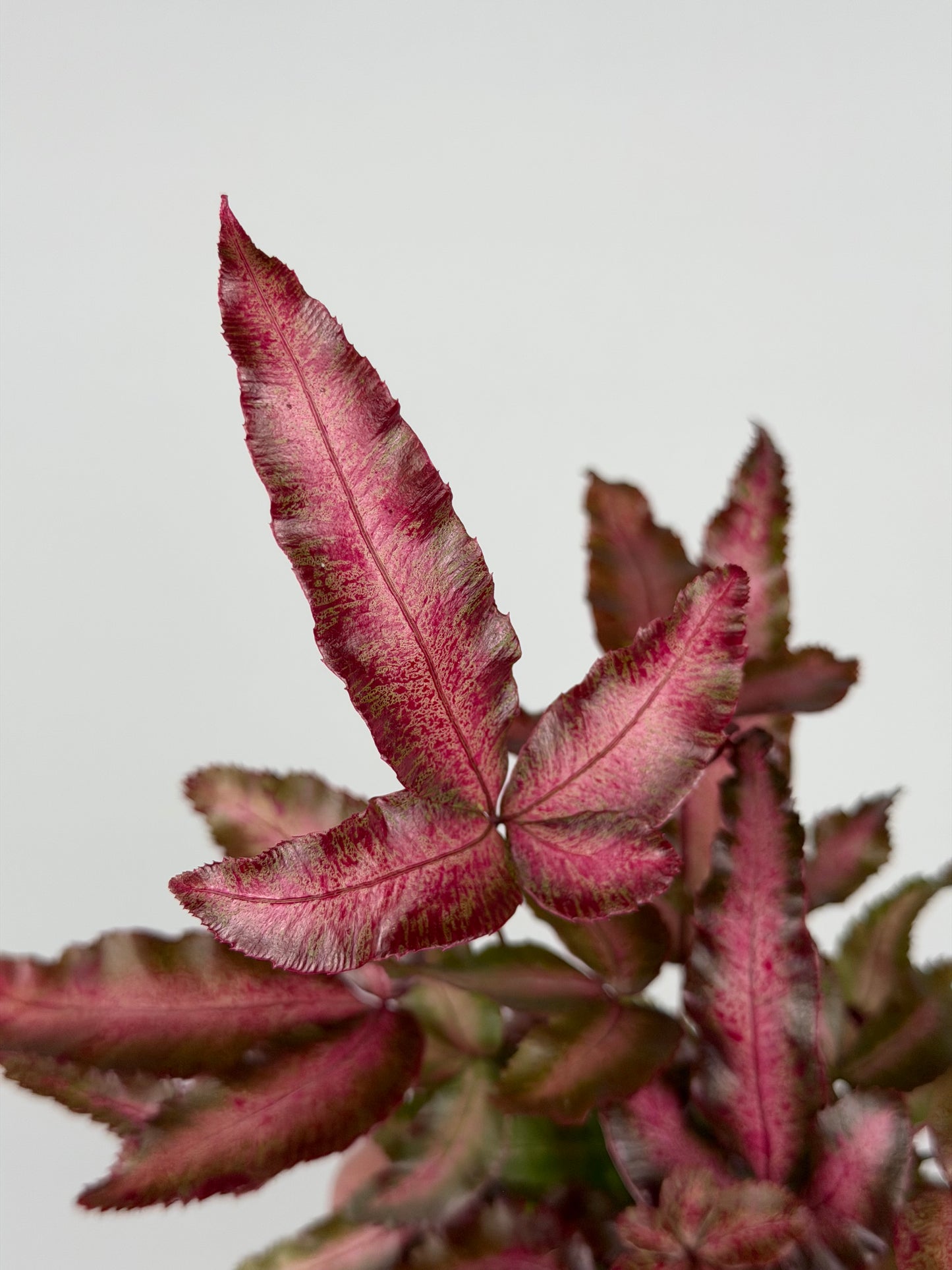 Pteris Cretica Albolineata Make up