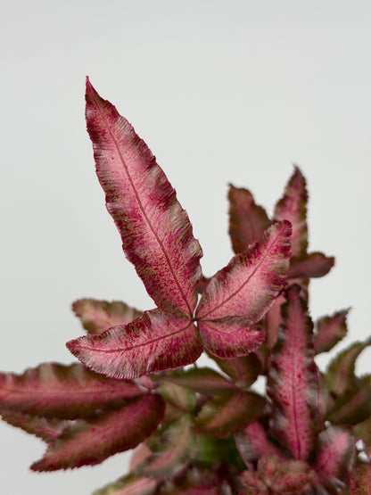 Pteris Cretica Albolineata Make up