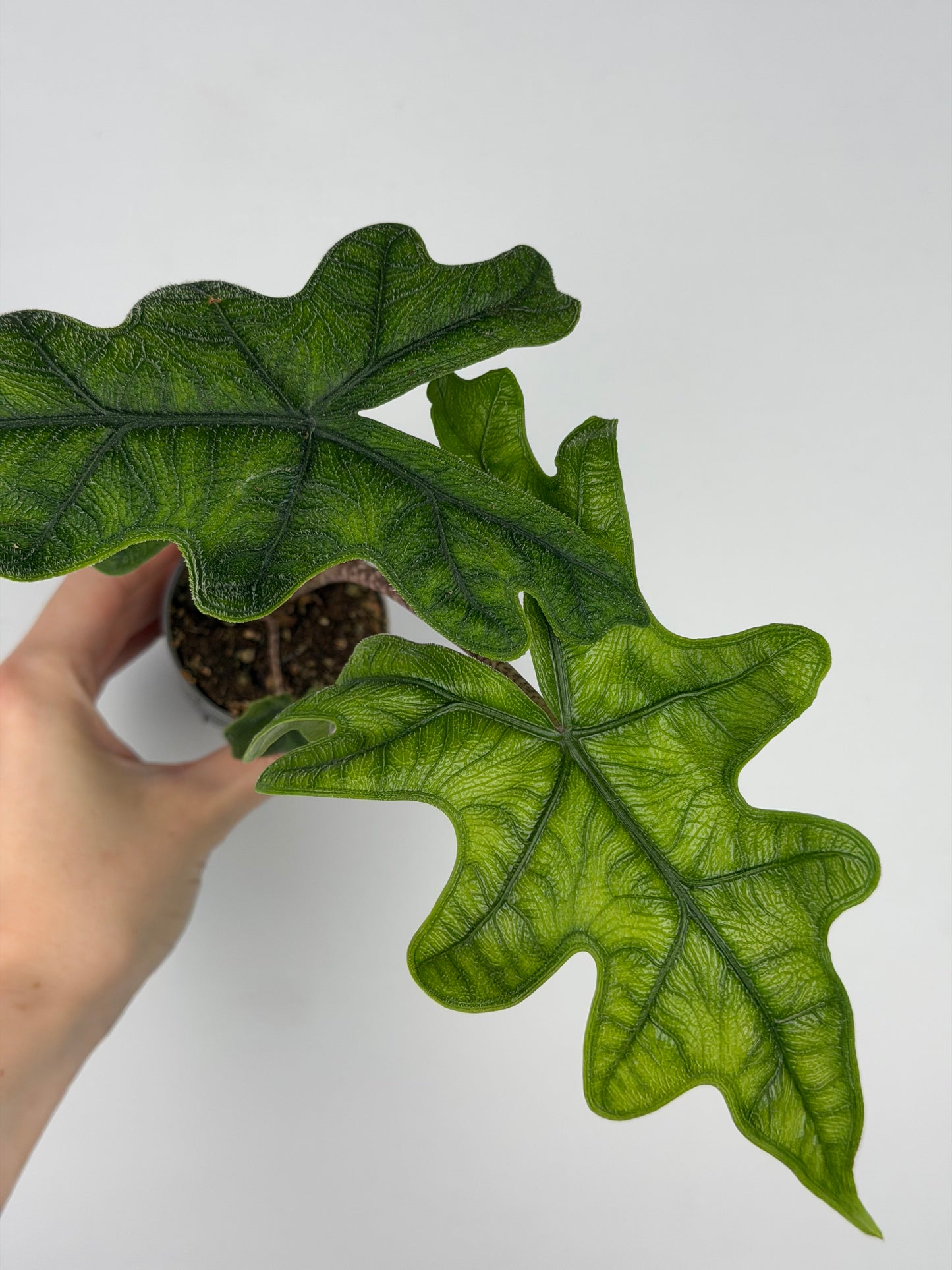 Alocasia Jacklyn Alocasia Tropical Corner