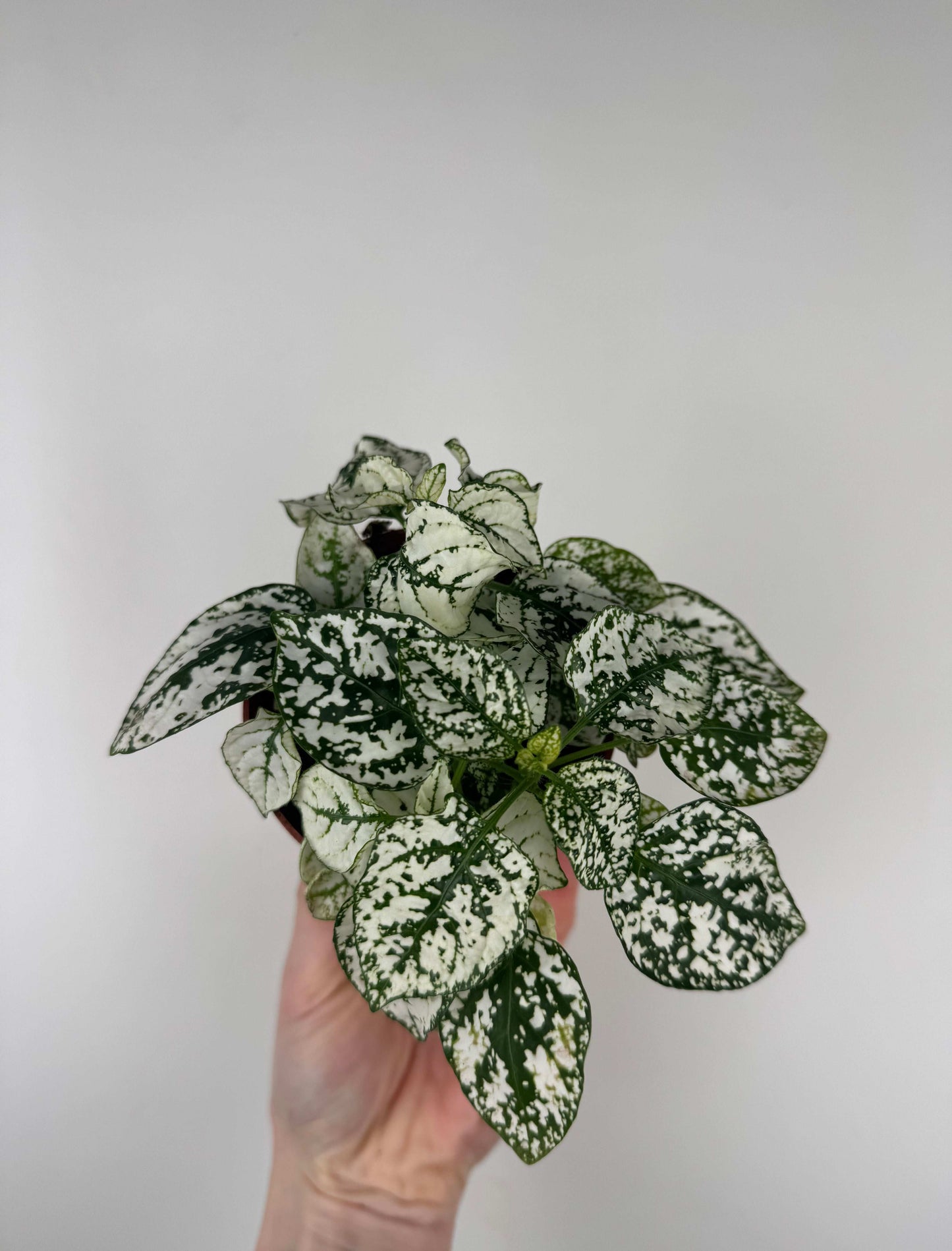 Hypoestes Phyllostachya