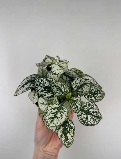 Hypoestes Phyllostachya